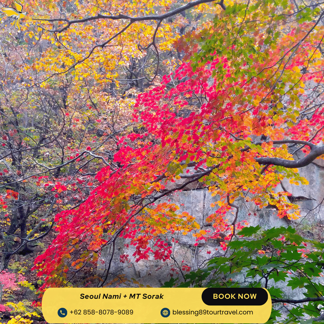 6 D Seoul Nami  + MT Sorak